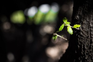 lalilalu-header-home-001  